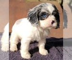 Small Photo #3 Cocker Spaniel Puppy For Sale in HENDERSON, NC, USA