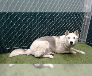 Siberian Husky Dogs for adoption in Downey, CA, USA