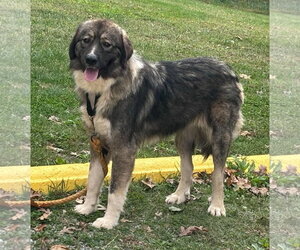Judy - At the Shelter - Female Great Pyrenees-Unknown Mix Dog for Adoption
