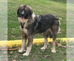 Judy - At the Shelter - Female Great Pyrenees-Unknown Mix Dog for Adoption - Small photo