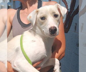 Labrador Retriever-Unknown Mix Dogs for adoption in Salt Lake City, UT, USA