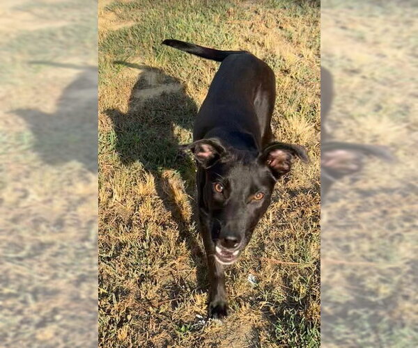 Medium Photo #7 Mutt Puppy For Sale in Tarrytown, GA, USA