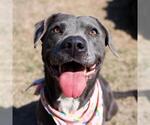 Small American Staffordshire Terrier Mix