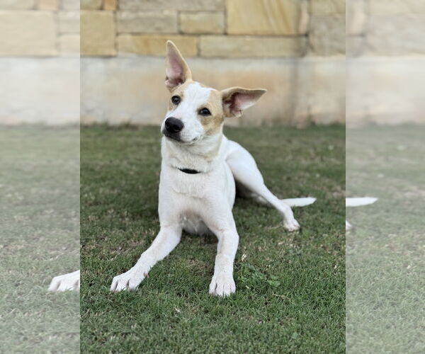 Medium Photo #4 Unknown-Whippet Mix Puppy For Sale in PIPE CREEK, TX, USA