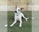 Small #3 Whippet Mix