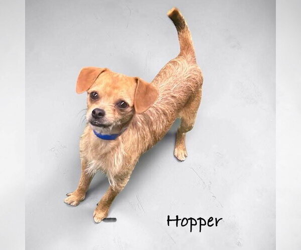 Medium Photo #1 Dachshund-Unknown Mix Puppy For Sale in Menifee, CA, USA