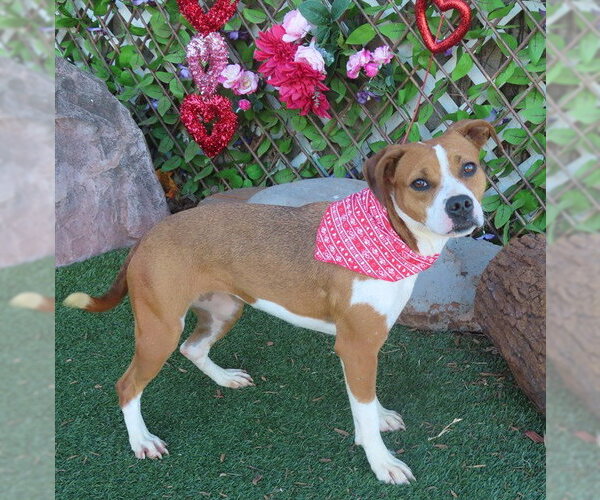 Medium Photo #1 Beagle-Unknown Mix Puppy For Sale in Oklahoma City, OK, USA