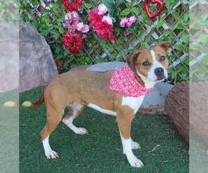 Beagle-Unknown Mix Dogs for adoption in Oklahoma City, OK, USA
