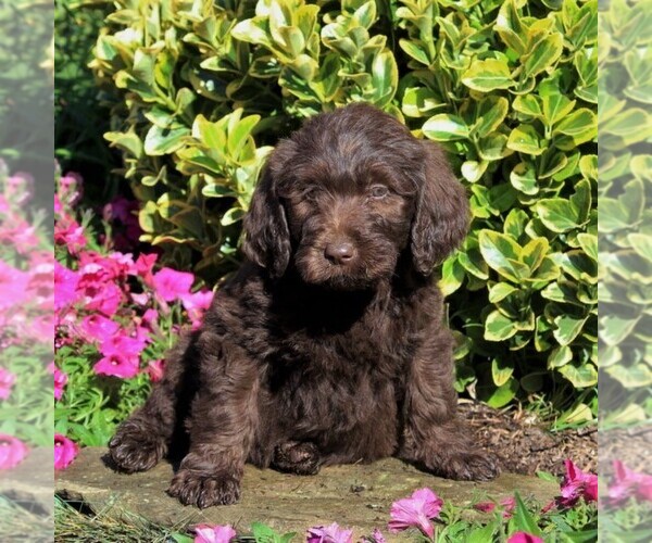 Medium Photo #1 Labradoodle Puppy For Sale in NEW PROVIDENCE, PA, USA