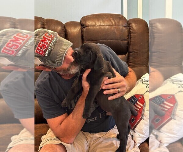 Medium Photo #7 Cane Corso Puppy For Sale in REEVESVILLE, SC, USA