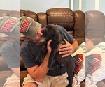 Small #6 Cane Corso