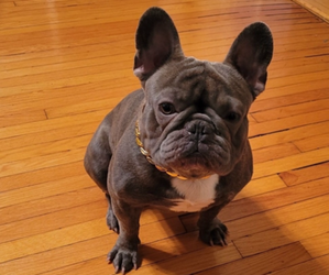 French Bulldog Puppy for sale in CHICAGO, IL, USA