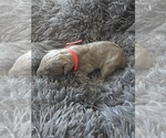Small #2 Cane Corso