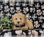 Small Photo #6 Bichpoo Puppy For Sale in NEW HOLLAND, PA, USA
