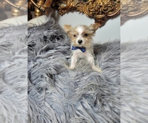 Yorkshire Terrier Puppy for sale in INDIANAPOLIS, IN, USA