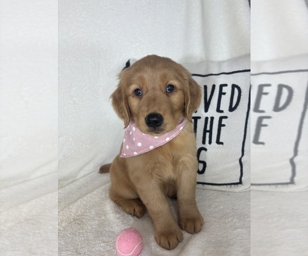 Medium Photo #1 Golden Retriever Puppy For Sale in GREENFIELD, IN, USA