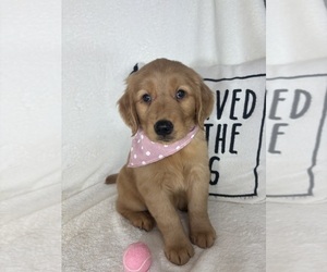 Golden Retriever Puppy for sale in GREENFIELD, IN, USA