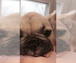 Small Photo #23 French Bulldog Puppy For Sale in MANHATTAN, NY, USA