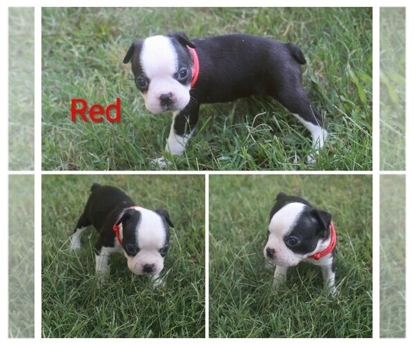 Medium Photo #4 Boston Terrier Puppy For Sale in TARBORO, NC, USA
