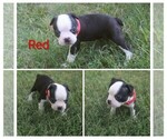 Small #3 Boston Terrier