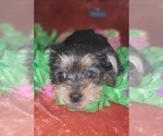 Small Photo #57 Yorkshire Terrier Puppy For Sale in AKRON, OH, USA
