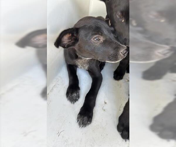 Medium Photo #1 Labrador Retriever Puppy For Sale in Houston, TX, USA