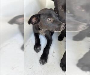 Labrador Retriever Dogs for adoption in Houston, TX, USA