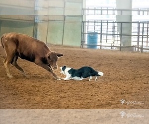 Father of the Border Collie puppies born on 01/31/2024