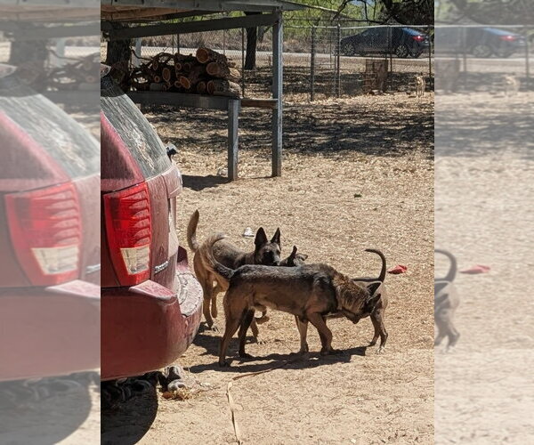 Medium Photo #7 Mutt Puppy For Sale in Orange Grove, TX, USA