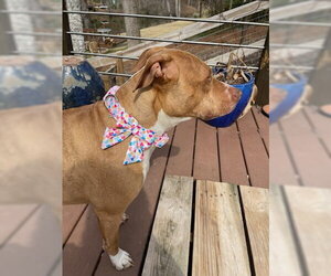 Hazel - Female American Bulldog-Labrador Retriever Mix Dog for Adoption - Photo #5