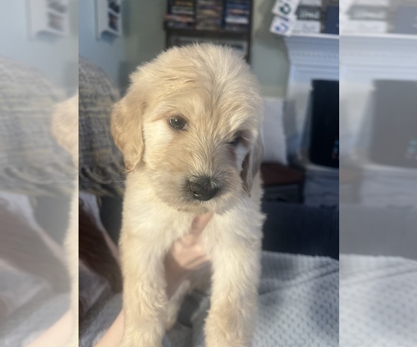 Medium Photo #2 Goldendoodle Puppy For Sale in WAKE FOREST, NC, USA