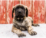 Puppy Malcom Mastiff