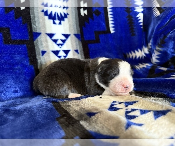 Medium Photo #1 Australian Shepherd Puppy For Sale in PENDLETON, OR, USA