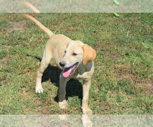 Labrador Retriever Dog for Adoption in PRAGUE, Oklahoma USA