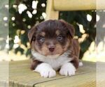 Small #2 Aussie-Poo