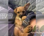 Small Photo #2 Mutt Puppy For Sale in Escondido, CA, USA