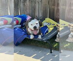 Small #3 American Pit Bull Terrier-Bulldog Mix