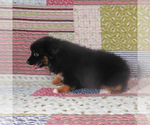 Small #9 Miniature Australian Shepherd