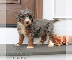 Image preview for Ad Listing. Nickname: Heather