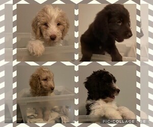 Newfypoo Puppy for sale in FLORENCE, KY, USA