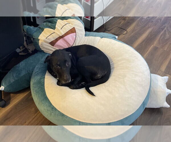Medium Photo #4 Labrador Retriever-Unknown Mix Puppy For Sale in Boston, MA, USA