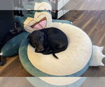 Small #3 Labrador Retriever Mix
