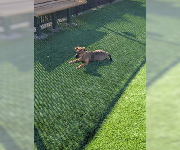 Medium Photo #1 Mutt Puppy For Sale in Salinas, CA, USA