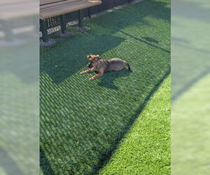 Mutt Dogs for adoption in Salinas, CA, USA