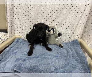 Border Collie-Unknown Mix Dogs for adoption in Modesto, CA, USA