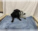 Small Border Collie Mix