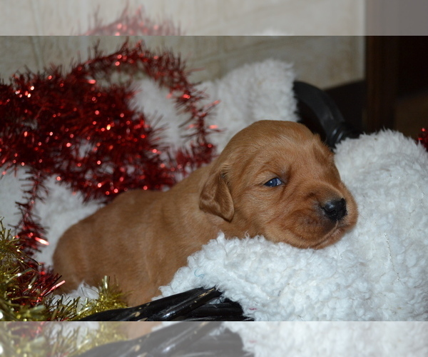 Medium Photo #29 Golden Retriever Puppy For Sale in GREENWOOD, WI, USA