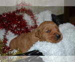Small Photo #29 Golden Retriever Puppy For Sale in GREENWOOD, WI, USA