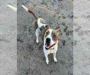 Mutt Dogs for adoption in Riverside, CA, USA