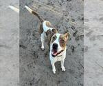 Small Mutt